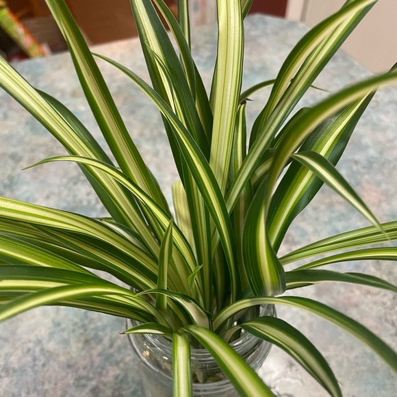 Spider Plant Starter - Picture 5 of 11